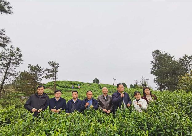 公司負(fù)責(zé)人陪同省供銷社、湘西州領(lǐng)導(dǎo)一行調(diào)研我司青干村茶葉扶貧示范基地